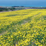 Field in Polis with wild flowers